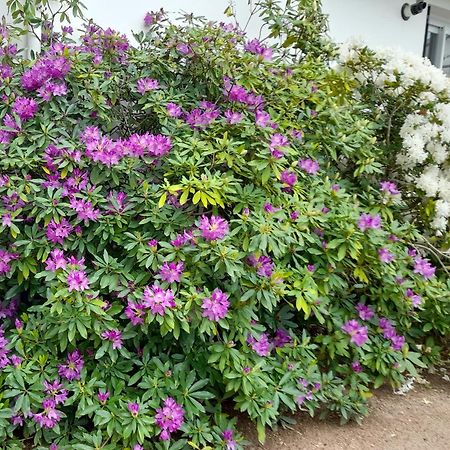 Bed and Breakfast Les Abelias Hauterive  Esterno foto