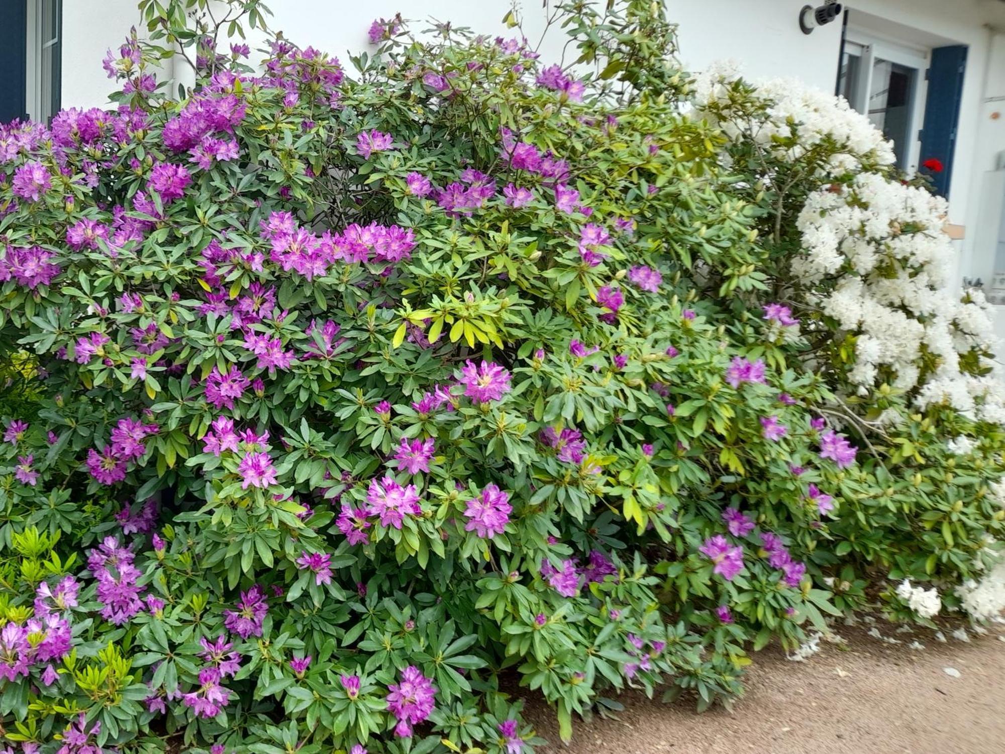 Bed and Breakfast Les Abelias Hauterive  Esterno foto